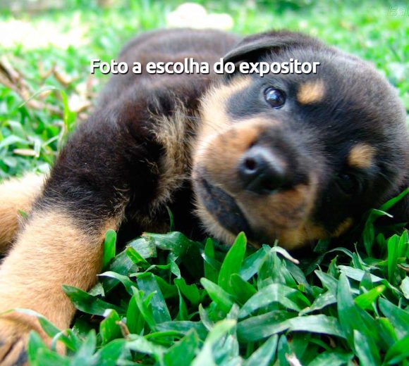 A escolha do expositor