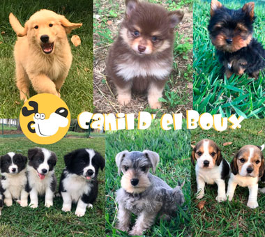 Canil D’Elboux