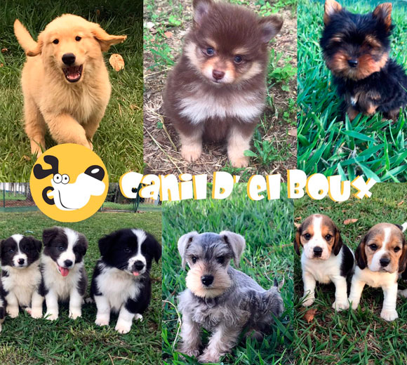 Canil D’Elboux