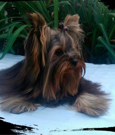 Canil D’Elboux