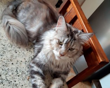 Maine Coon e Persa