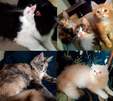 Maine Coon e Persa