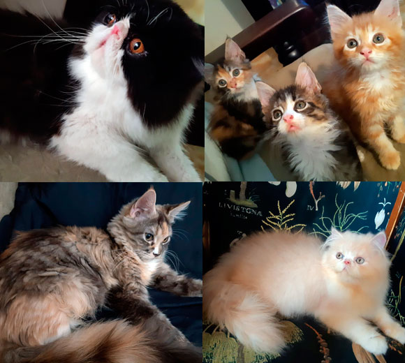 Maine Coon e Persa