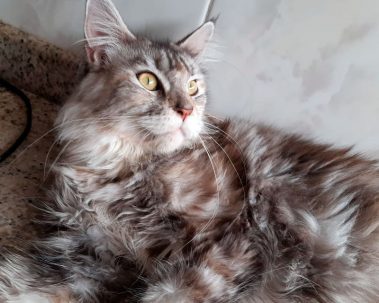 Maine Coon e Persa