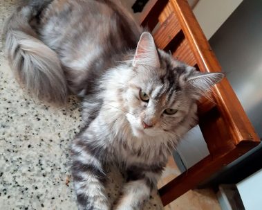 Maine Coon e Persa